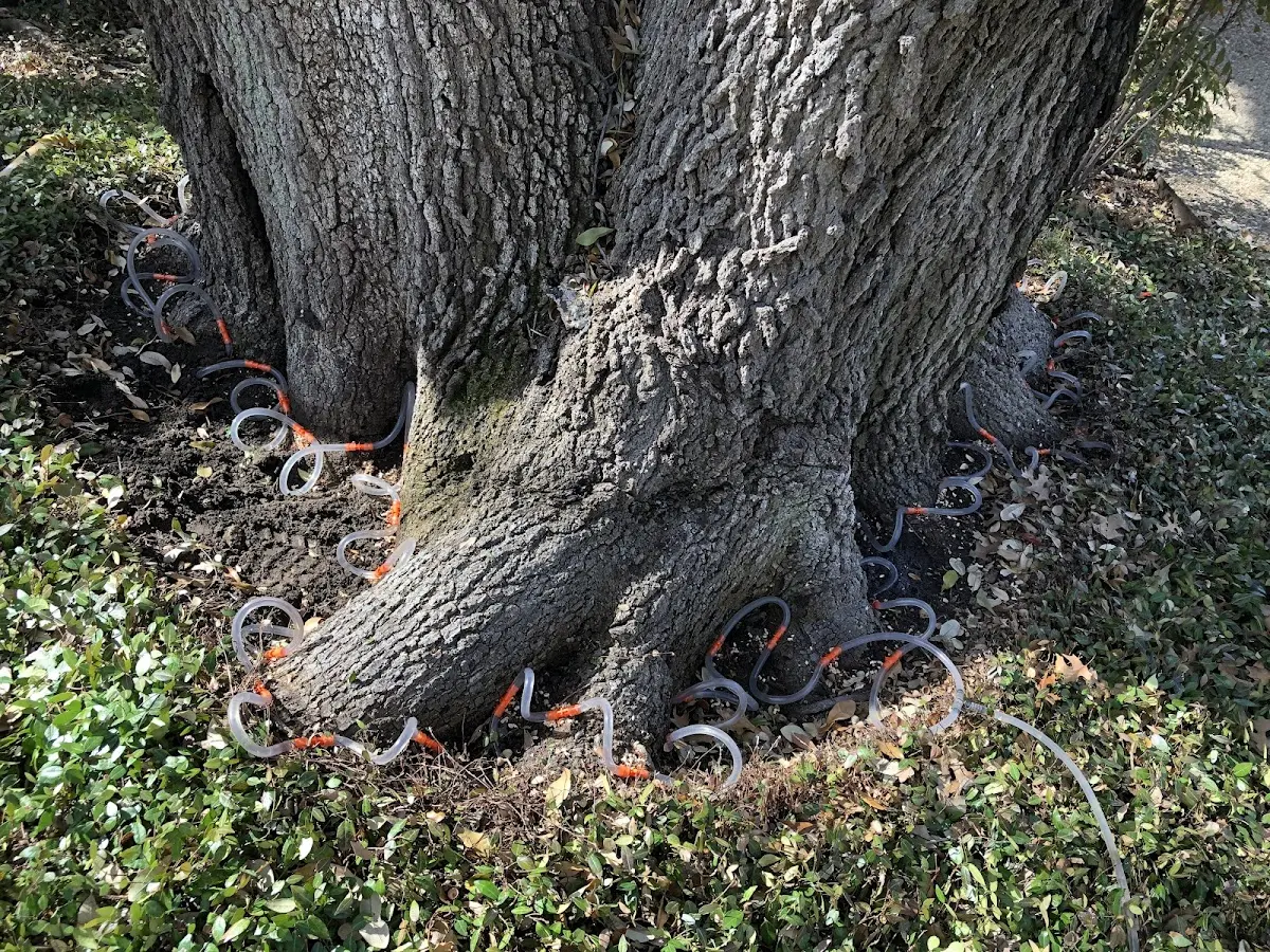 Detailed Tree Cabling and Bracing job site in Bingen