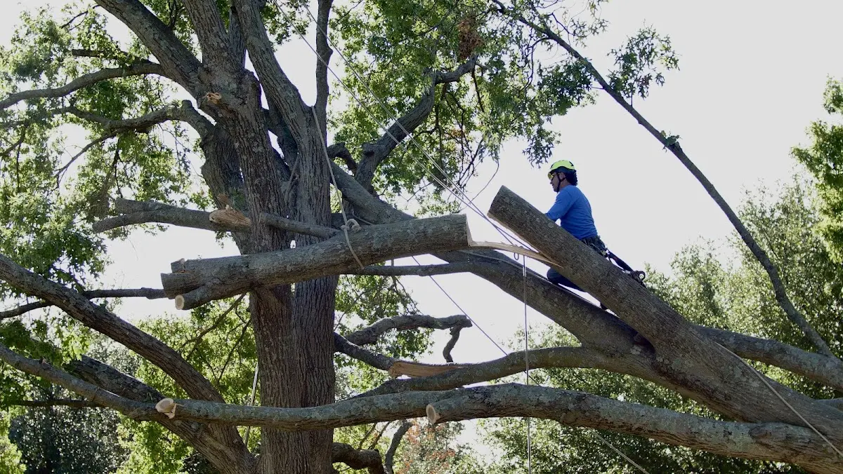 Professional Hazardous Tree Removal performed by certified arborists in Bingen