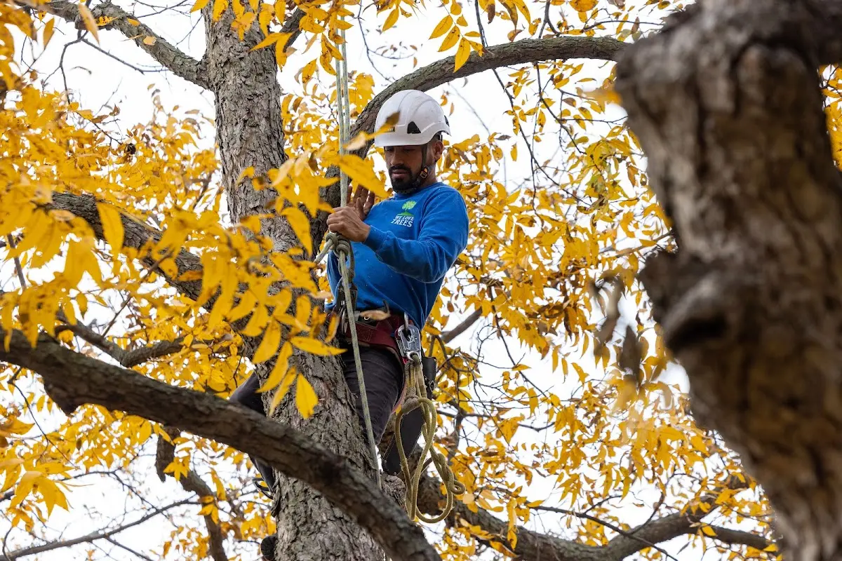 Skilled Storm Damage Cleanup crew working in Bingen